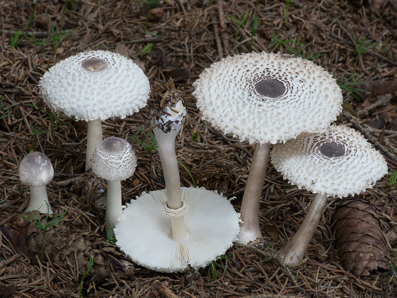 Leucoagaricus nympharum